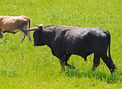 Nabu reserve all-year grazing photo