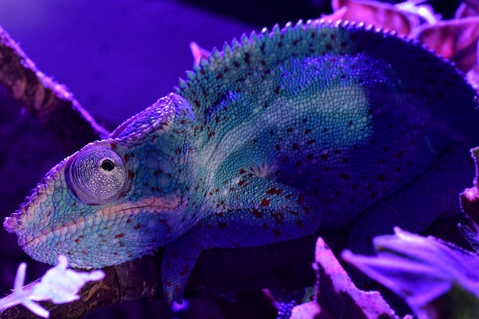 Head close up tropical