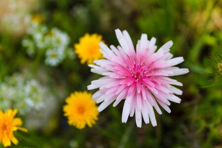 Nature flowers bloom