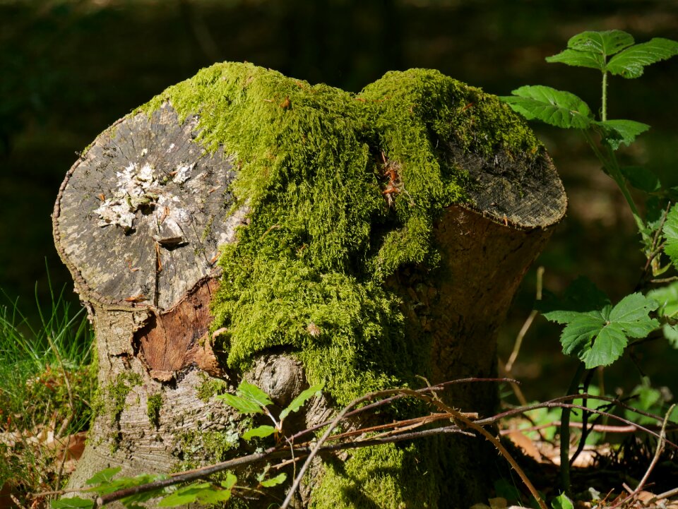 Moss environment landscape