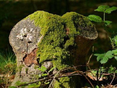 Moss environment landscape photo