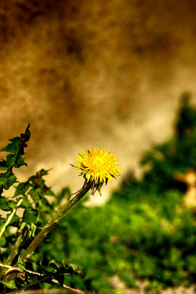 Dandelion spring