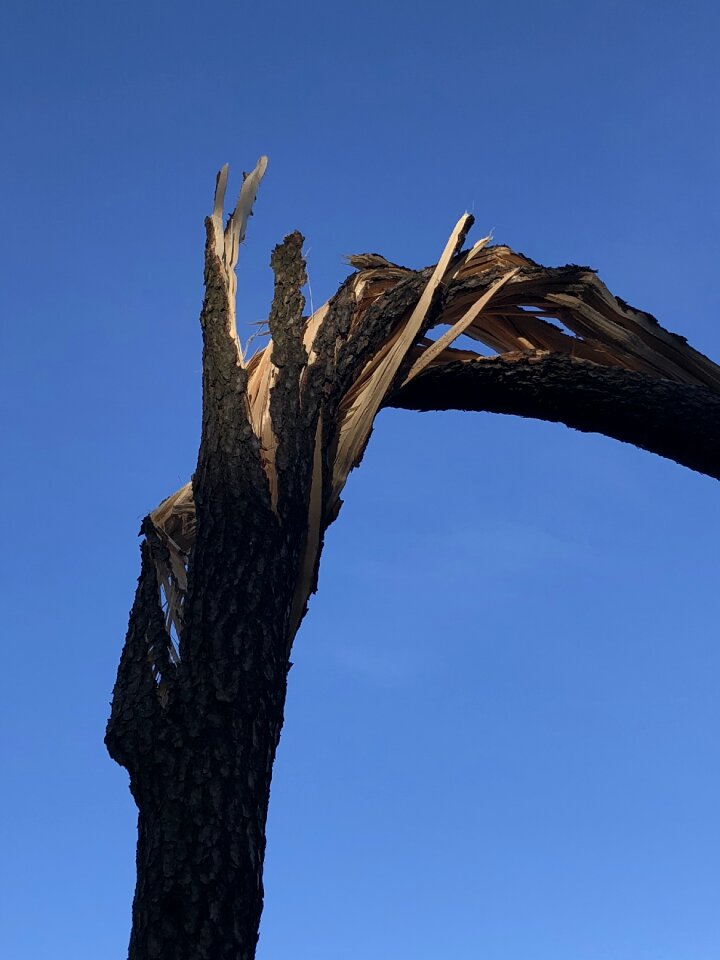 Trunk konar tree