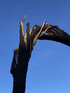 Trunk konar tree