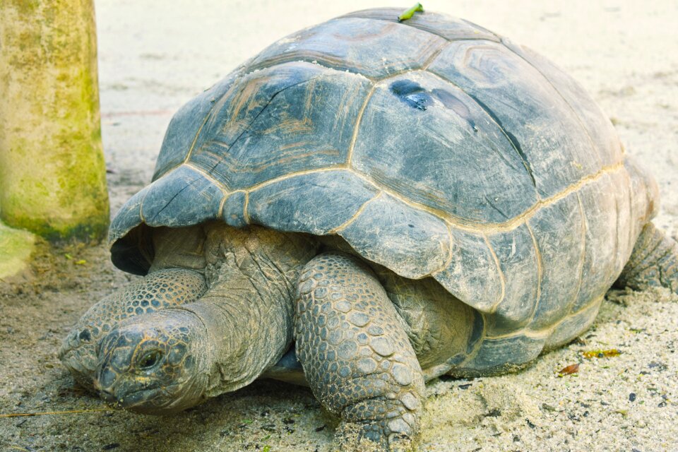 Tortoise shell Free photos