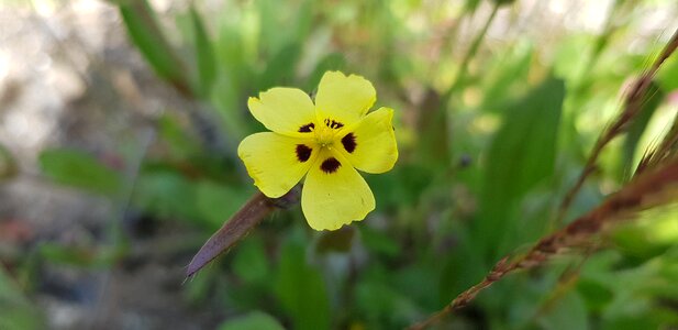 Flower plant leaf