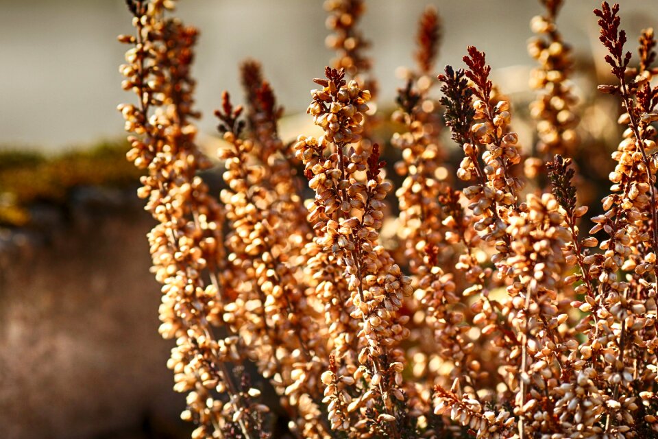 Plant brown growth