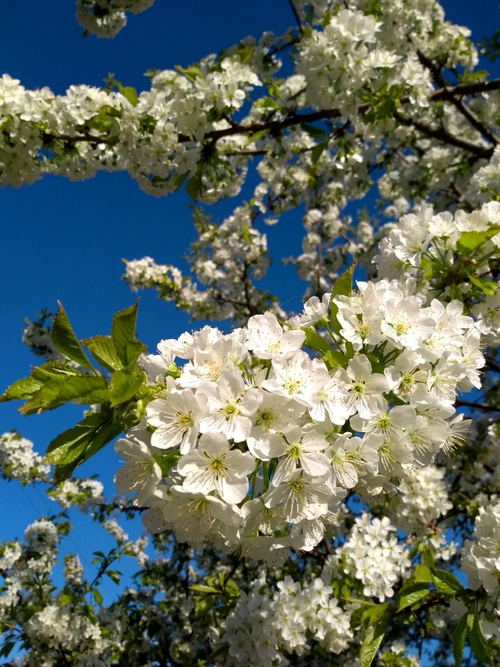 Branch of cherry spring Free photos