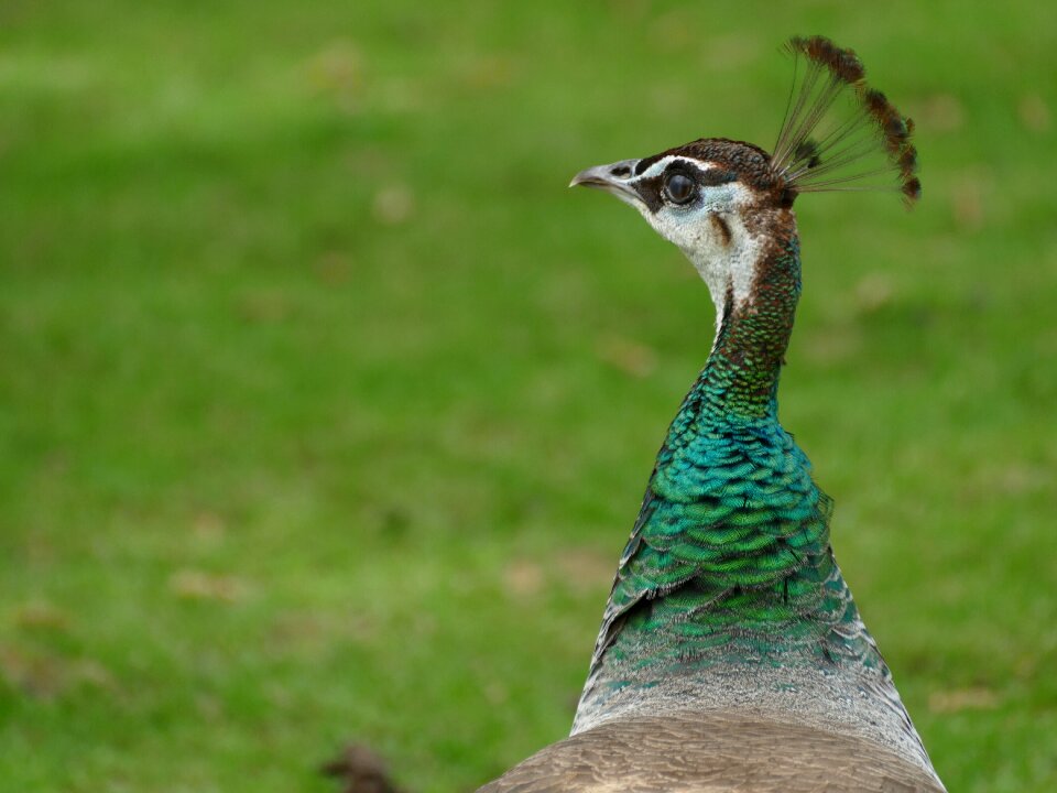 Bird feather
