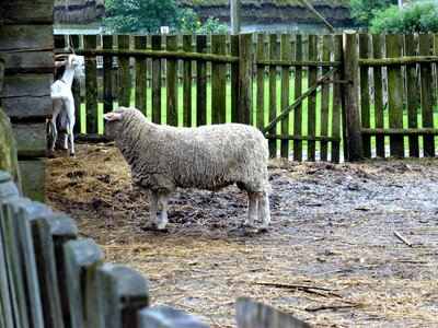 Lawn sheep farm