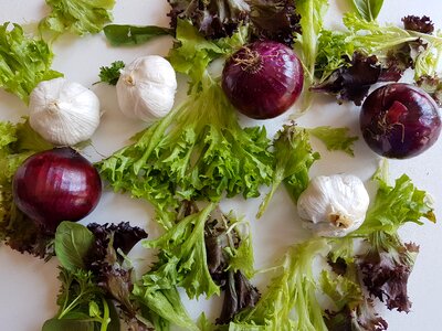 Salad leaf plants diet