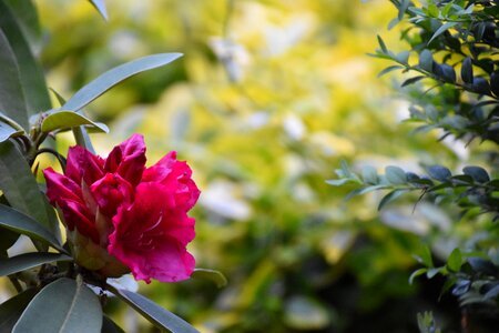 Leaf garden rhododendron photo