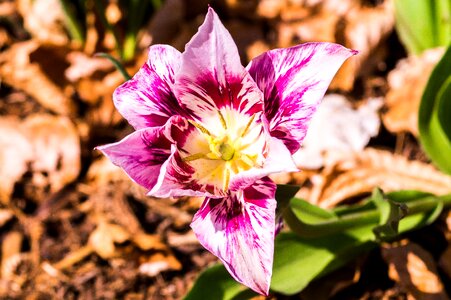 Garden flowers spring photo