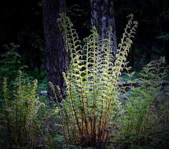 Plant nature fern