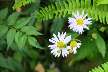 Natural plant romantic