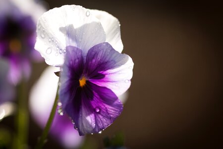 Leaf petal garden photo