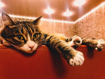 Cat cats housecat