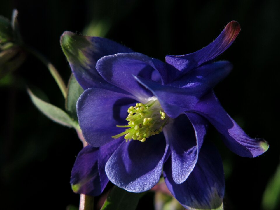 Plant garden blue blossom