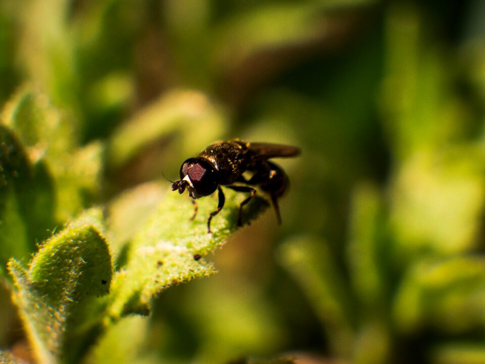 Animal world small macro photo