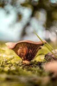 Close up mushroom spring