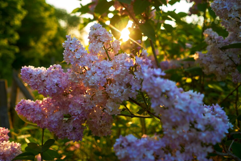 Season garden tree