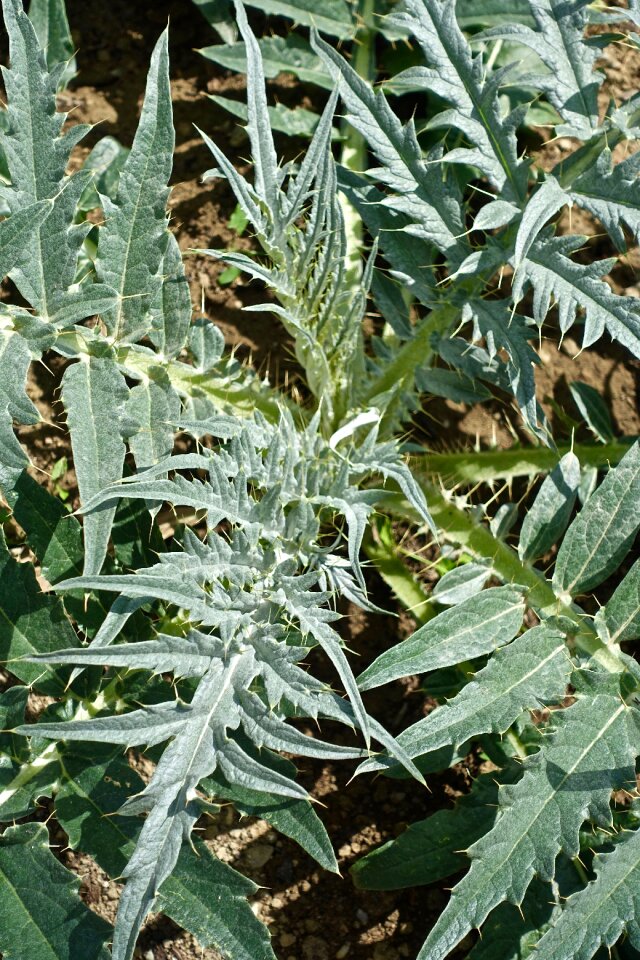 Nature garden food