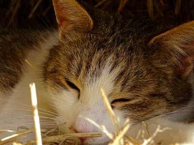 Rest cute sleep