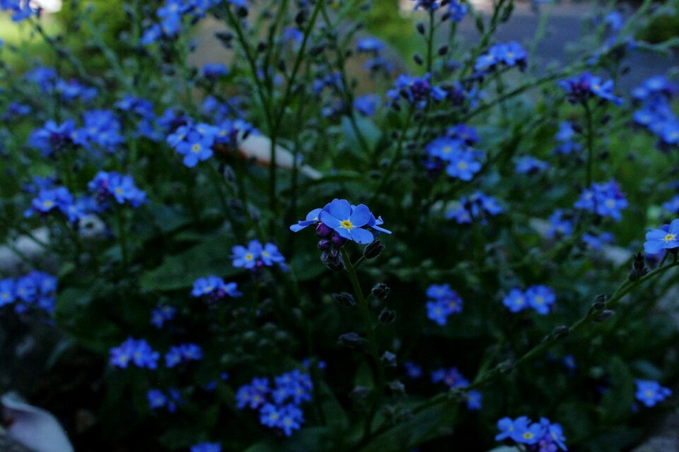 Leaf summer blue