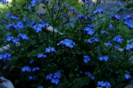 Leaf summer blue photo