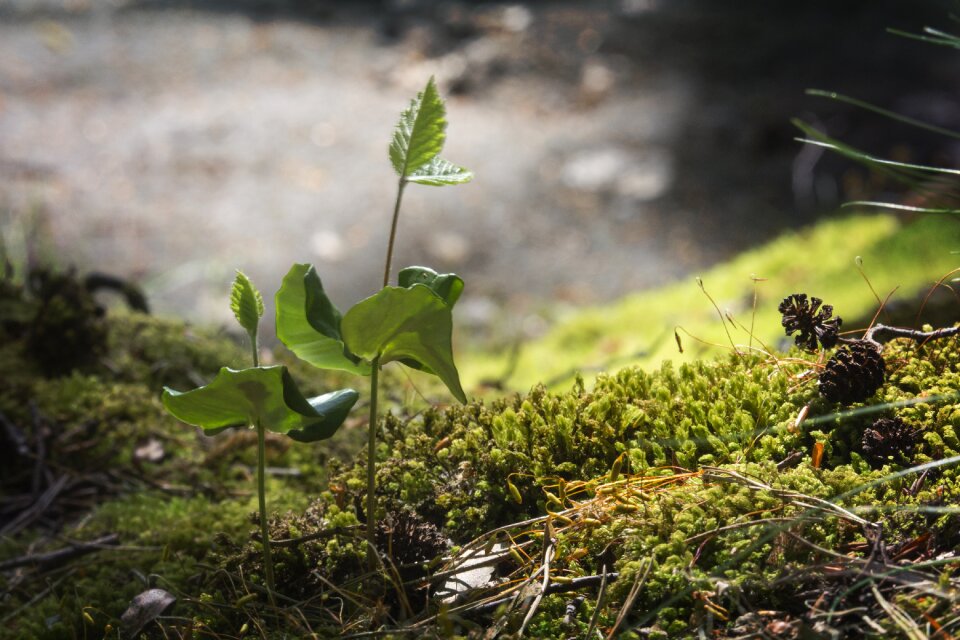 Plant beech small tree
