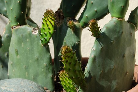 Succulent plants thorny prickly pears photo