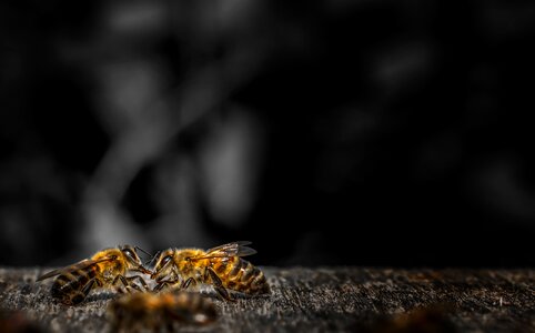 Close up animal bee photo