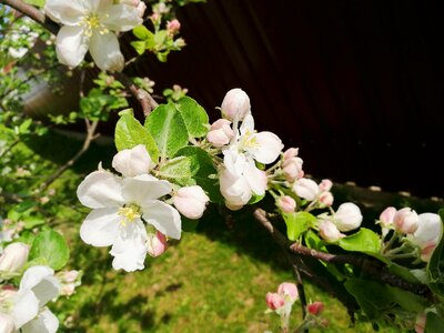 Bloom blooming apple tree branch photo