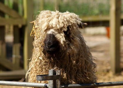 Farm livestock rural