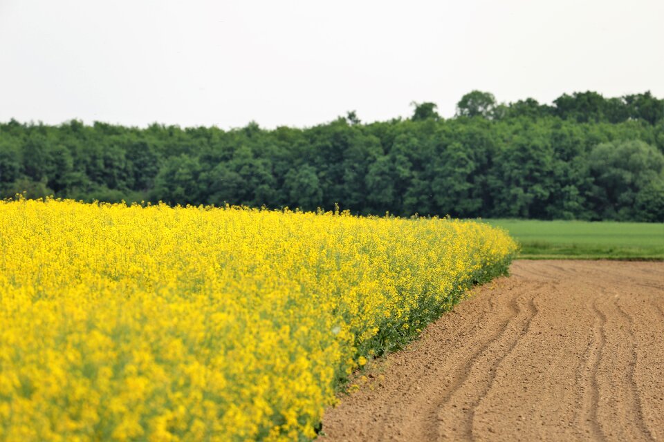 Colorful yellow field