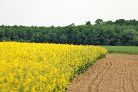 Colorful yellow field