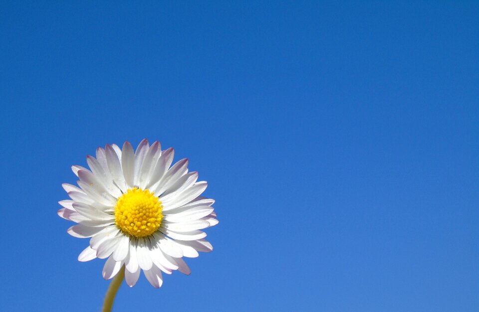 Bright daisy spring