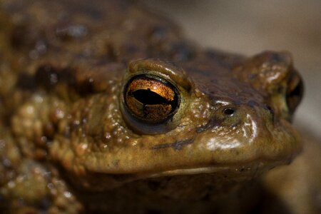 Nature amphibians real toad
