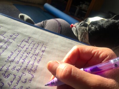 Boston terrier pen working from home photo