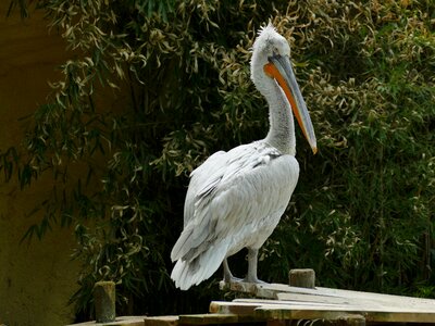 Pelican water
