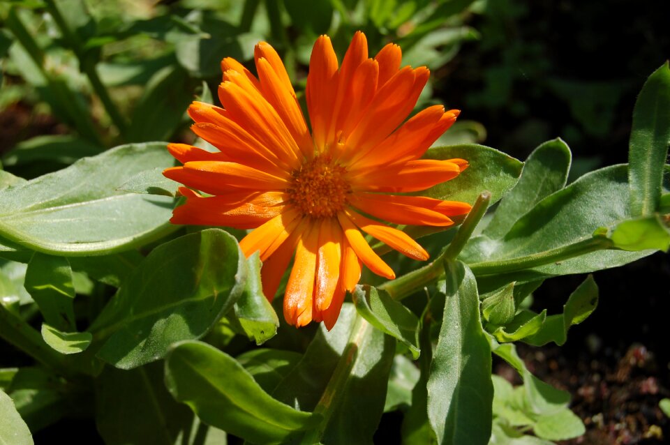 Summer calendula marigold flowers