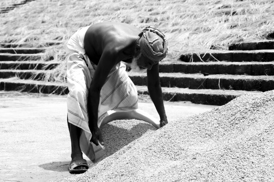 Rice farming agriculture