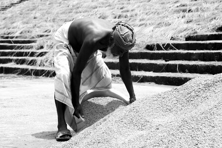 Rice farming agriculture photo