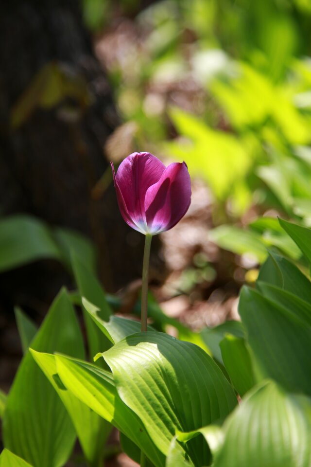 Leaf outdoors spring