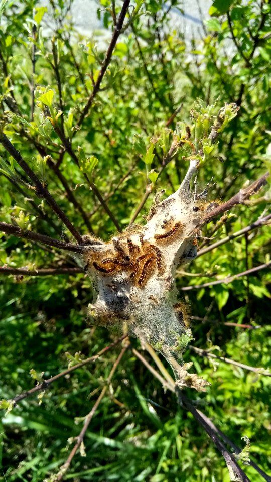 Sheet wildlife garden