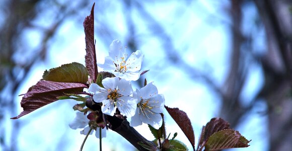 Spring sunny petals photo