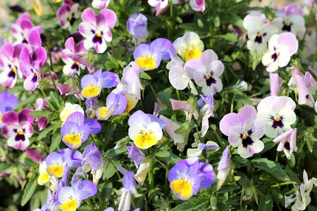 Spring floral colorful
