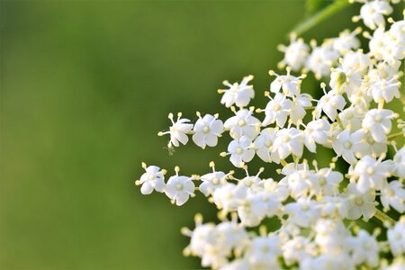 Blossom blooming white