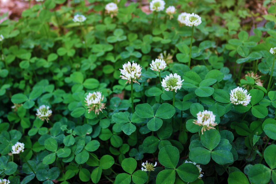 Clover plant leaf