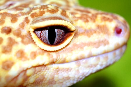 Reptiles the lizard leopard gecko